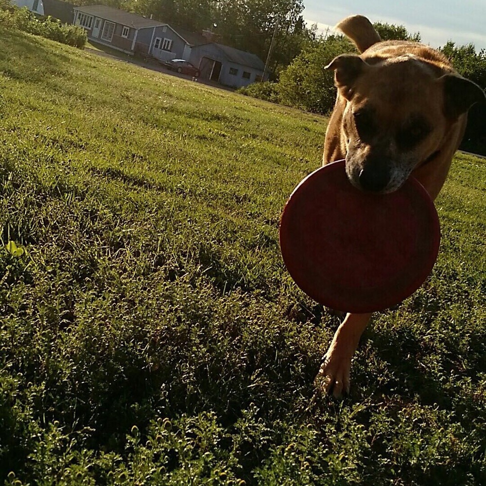 Meet your Posher, Dani